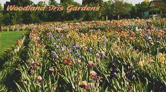 Iris Garden